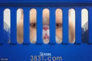 猫届贵妇加菲猫的特点和护理方式(加菲猫易患呼吸系统疾病)