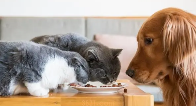 狗能吃猫的粮食或者罐头吗?(图1)