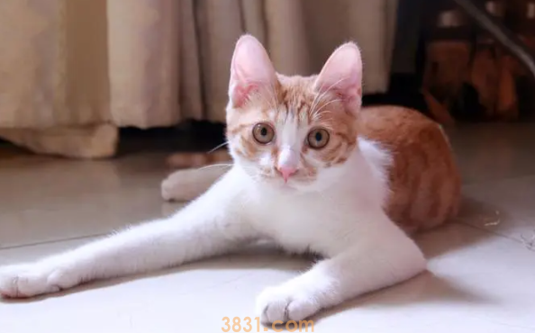 母猫多大可以生小猫?猫咪配种的时间(图1)