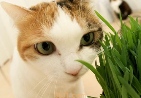 猫不吃猫草和化毛膏怎么办?(图2)