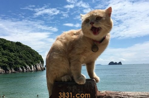 猫妈性格不好,怎样让生的猫宝宝性格好?(图1)