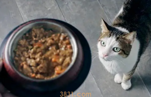 更换猫粮后,猫咪食物过敏后,表现症状有哪些?(图2)