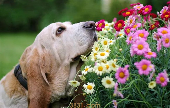 Top10狗狗嗅觉之王!十大闻气味最厉害的猎犬(图1)