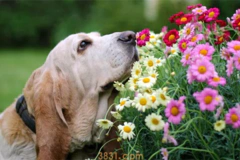 Top10狗狗嗅觉之王!十大闻气味最厉害的猎犬