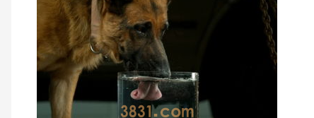 小狗喝水呛到了怎么办?狗喝水呛着了怎么办?(图1)