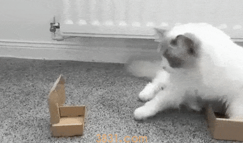猫咪喜欢撕纸巾玩,是纸的错?还是喵的锅?(图1)