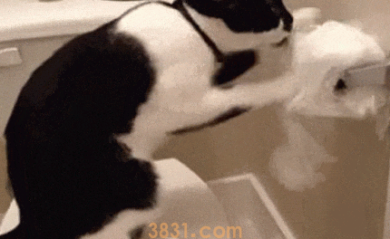 猫咪喜欢撕纸巾玩,是纸的错?还是喵的锅?(图2)