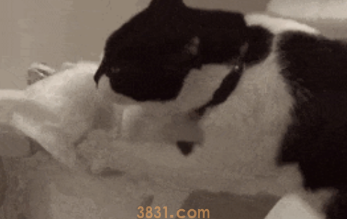 猫咪喜欢撕纸巾玩,是纸的错?还是喵的锅?(图4)