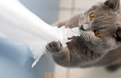猫咪喜欢撕纸巾玩,是纸的错?还是喵的锅?(图5)