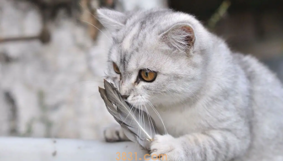 小猫为何不听你的使唤,被惯坏的猫咪会有这些表现!(图2)