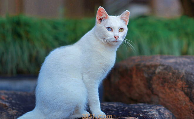 如何让猫咪接受新生儿之孕期准备篇,猫咪怀孕!(图1)