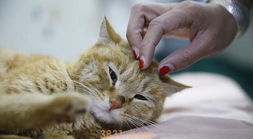 猫猫行为|猫咪喜爱主人的14个表现(图1)