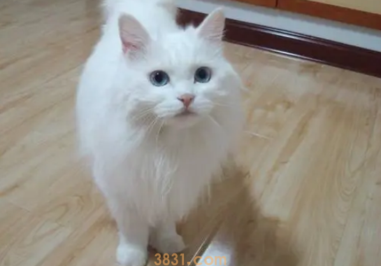 如何防止猫咪跑丢?养猫必看!(图2)