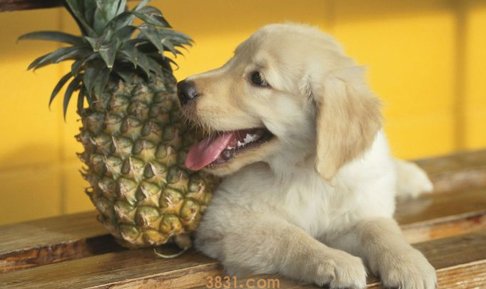 狗可以吃菠萝吗(图1)