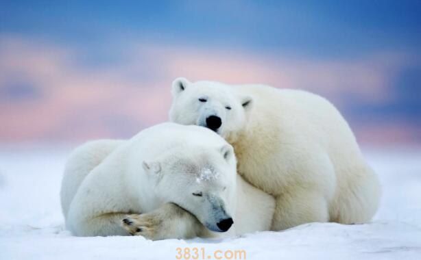 北极熊的嗅觉是狗的几倍