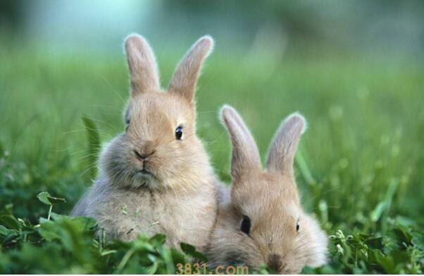 公兔一天能配几只母兔