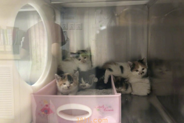 带5只兄弟猫去看病,医生很巧妙地分清了它们,别说还挺形象的!