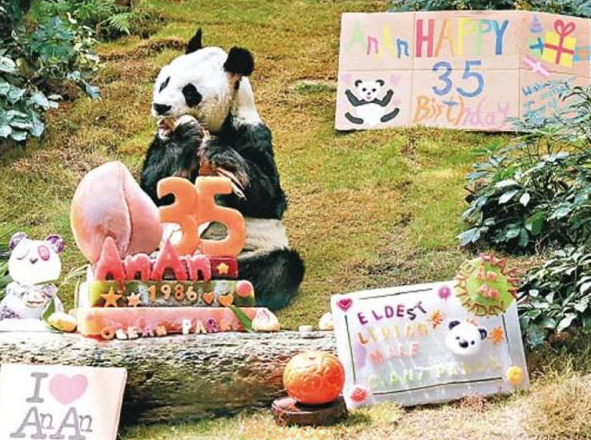 35岁大熊猫在香港接受安乐死:生前健康恶化,等同人类105岁