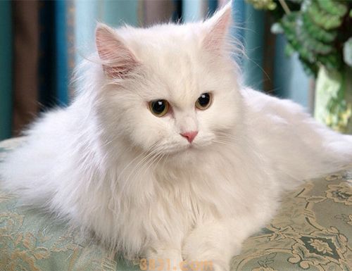 安哥拉猫有什么东西特征土耳其安哥拉猫形态特征