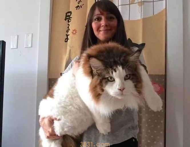 女子网购了一只猫,卖家称这是世界上最大的猫,然而两年后傻了眼