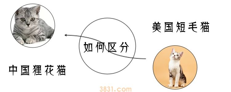 美国短毛猫与中国狸花猫要如何区分(图1)