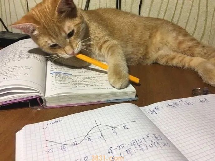 网友劝主人,快送这只热爱写作业的猫咪上清华吧,它真是太聪明了