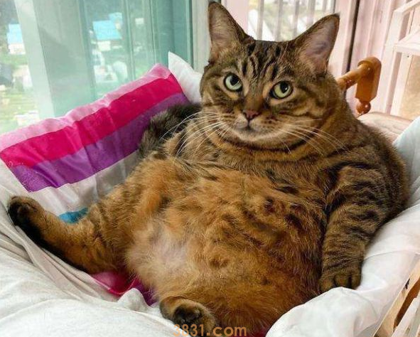 主人老年痴呆,把猫咪喂成32斤大胖喵,去世后才被人发现…