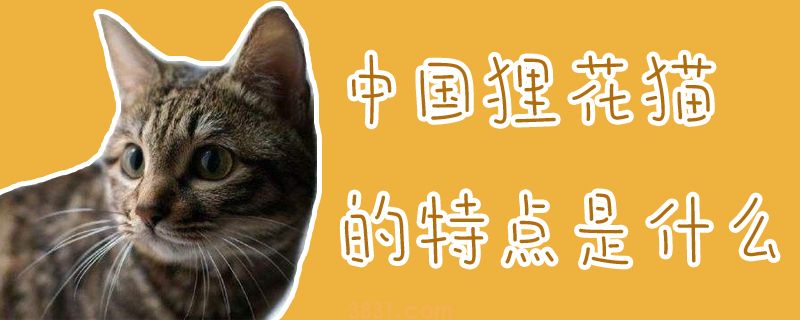 中国狸花猫的特点是什么(图1)
