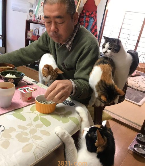 吃个饭压力好大!日本住持每天被爱猫包围