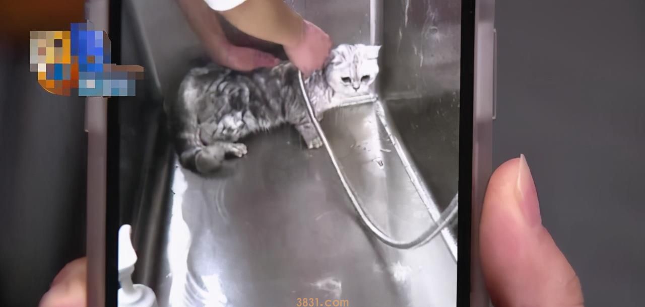 民生热点丨女子带宠物猫去洗澡,猫咪却意外死在烘干箱里