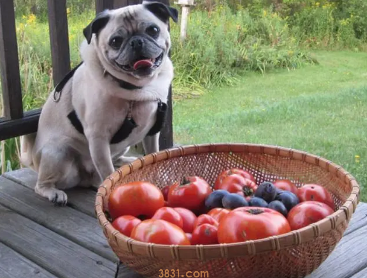 狗可以吃西红柿吗?为什么
