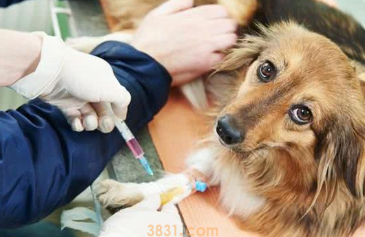 宠物抗体检测有必要做吗