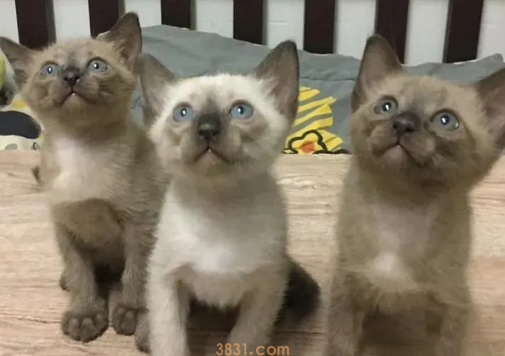 3只暹罗猫里有一只很白,以为长大不会糊,可看到它爸妈后