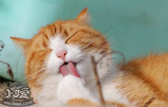 猫的舌头我想知道为什么有刺猫为么会舌头上有齿齿