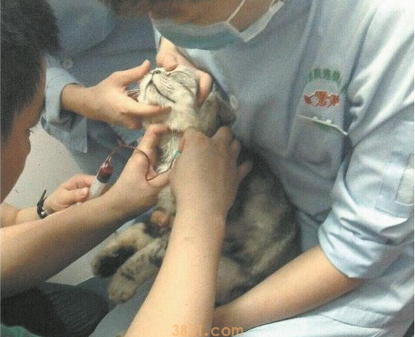 加菲猫生命垂危 “朋友圈”招来献血小伙伴