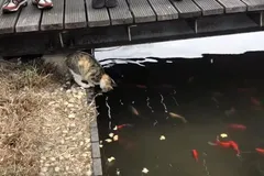 本想拍池子里的鱼,却发现岸边蹲着流浪猫,凑近后:居然在钓鱼?