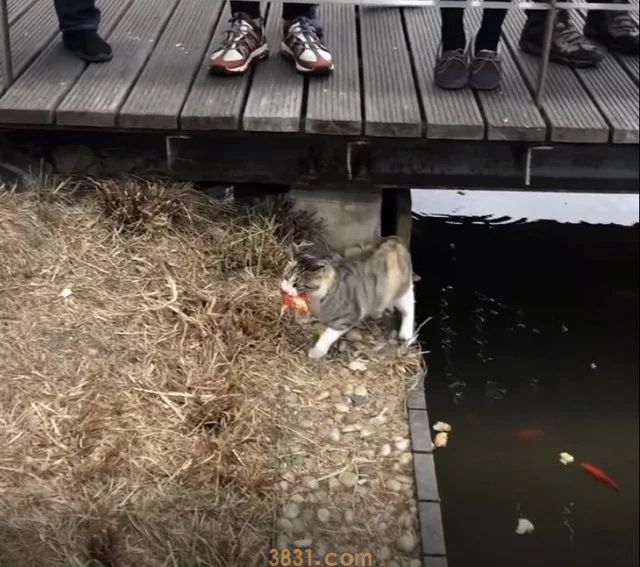 本想拍池子里的鱼,却发现岸边蹲着流浪猫,凑近后:居然在钓鱼?(图2)