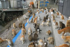 日本“猫岛”:5万多只猫,吃光岛上老鼠后,自学下海捕鱼