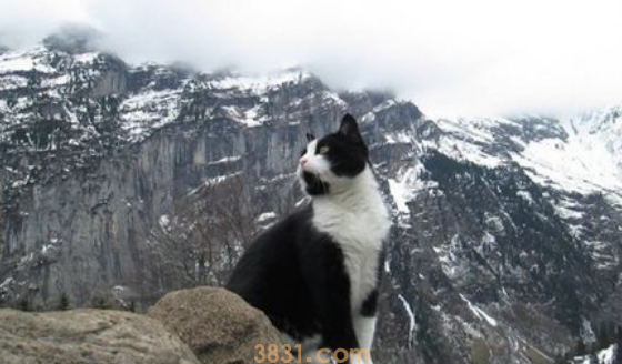 瑞士山区迷路 神秘猫咪出现救援