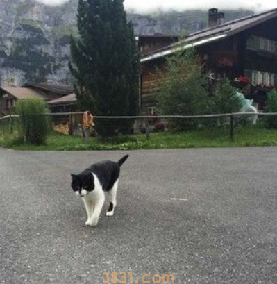 瑞士山区迷路 神秘猫咪出现救援(图2)