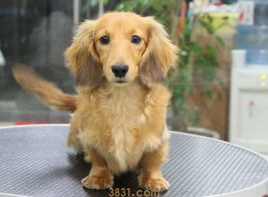 世界最小狗品种是什么 世界最小狗排名