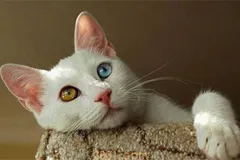 土耳其梵猫好养吗 土耳其梵猫性格介绍