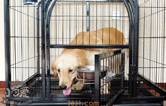 应不应该把狗关笼子里 是否将狗狗关进笼子需求不同!(图1)