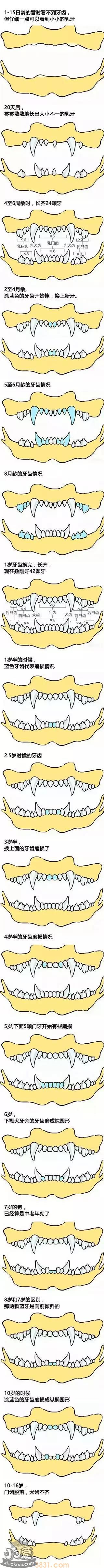 怎么从狗狗牙齿看年龄 轻松辨别狗狗年龄(图1)
