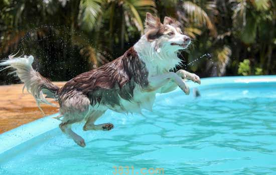 狗狗游泳有什么好处 夏季狗狗游泳的必知事项