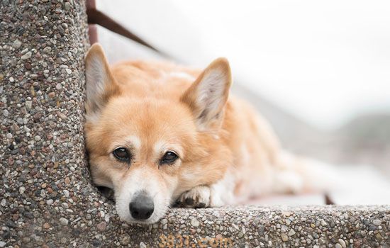 狗中暑症状及急救方法 常备技巧能救狗狗一命