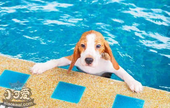 狗狗游泳的好处与坏处 狗狗游泳的注意事项