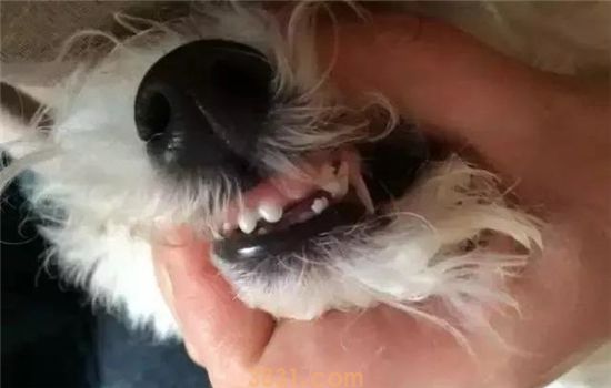 捡来的狗狗怎么看年龄 牙齿才是关键!