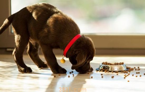 导盲犬是什么狗? 关于导盲犬你必须要知道的4件事