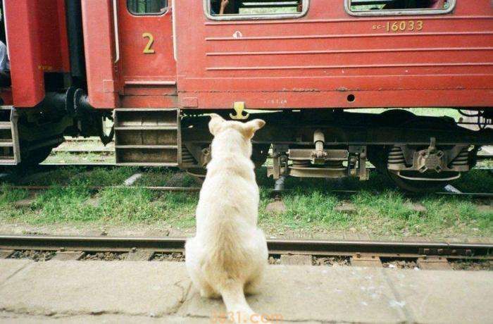 狗狗可以坐火车吗